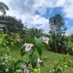 Flores2