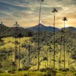 Valle Cocora