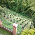 cultivo 2